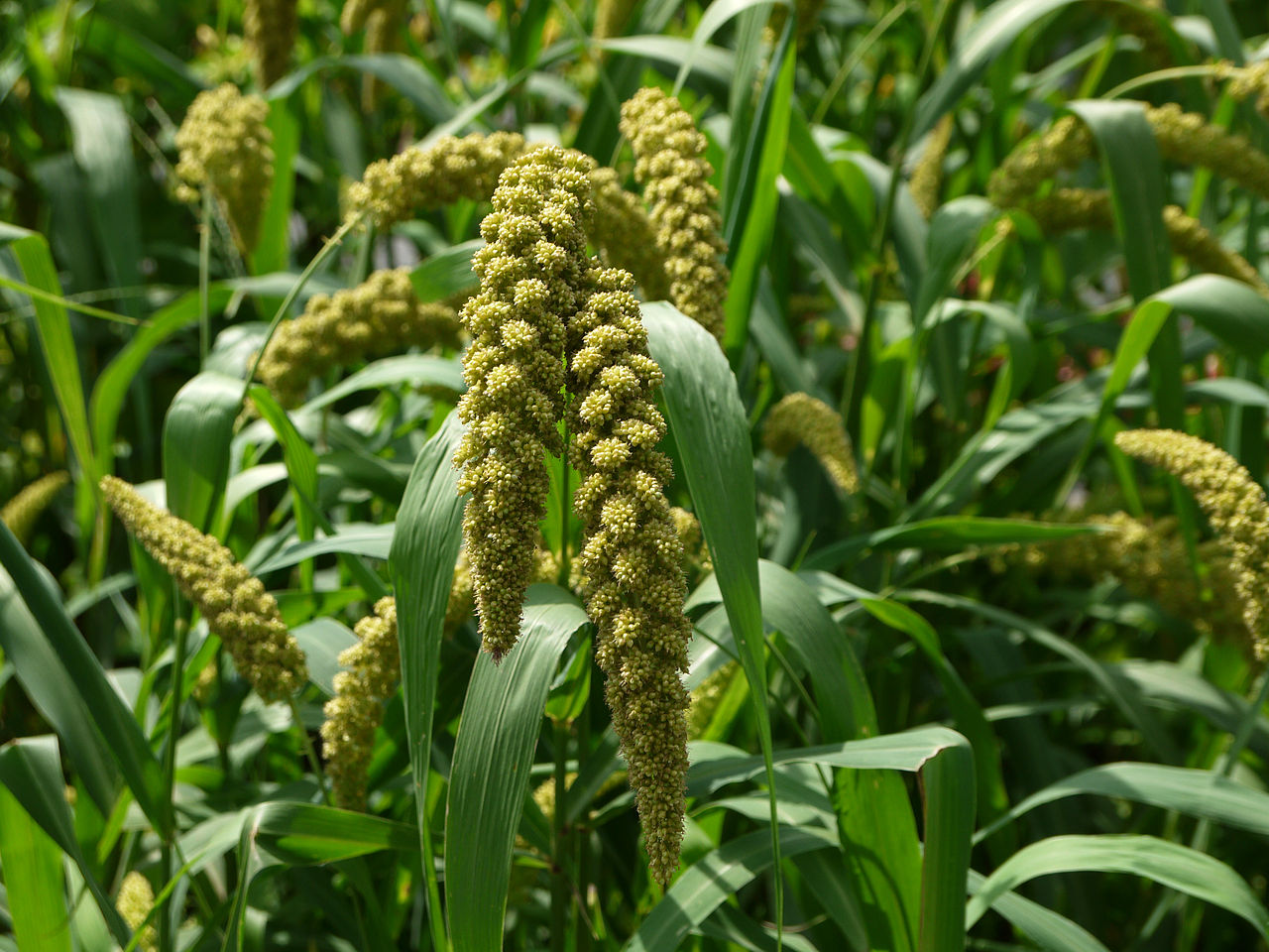 Foxtail Millet Navane Foundation For Organic Living foxtail-millet-navane-foundation-for-organic-living
