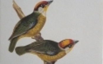 Birds of the Indian Subcontinent - A Field Guide - Cover Page